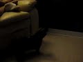 Chihuahua fights reflection