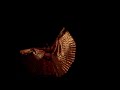 Alas de Isis Cecilia