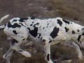 Ver vídeo