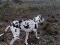 Ver vídeo