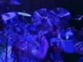 Iron Maiden - Tail Gunner