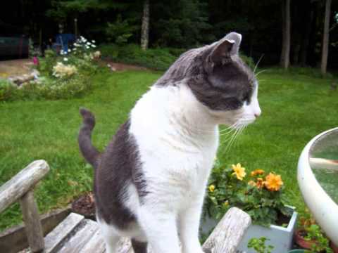 how to bleed transmission