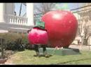 Apple Around Town