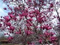 Japanese Magnolias--magnificent trees for garden landscaping Japanese Magnolias--magnificent trees for garden landscaping