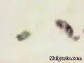 La rivalidad entre hermanos chimpances
