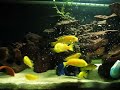 Hungry Electric Yellow Cichlids
