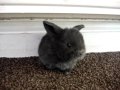3 week old Mini Lop babies!!