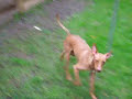 Kangaroo dog, Podenco Jumpstyle,