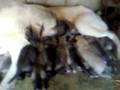 Buca Kangal Cegran