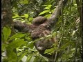 Bradypus variegatus three-toed Sloth