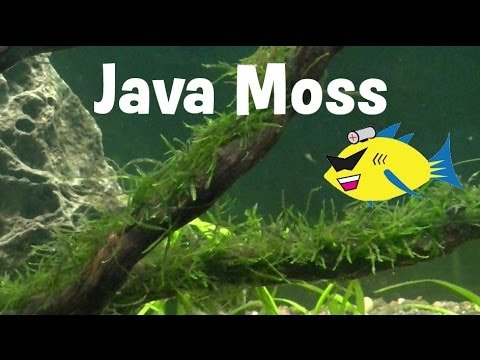 how to attach aquarium moss to rock