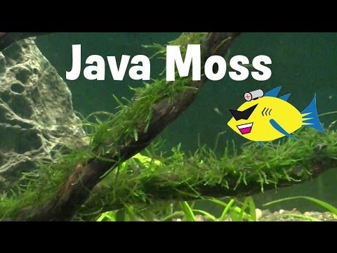 how to care java moss