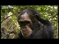 bbc: chimp family fortunes: dry season and mange skin disease