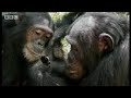Chimps and monkeys in the dry season  - BBC wildlife