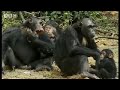 bbc: chimp family fortunes: dry season and mange skin disease
