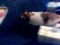 my hamster stoosh 1