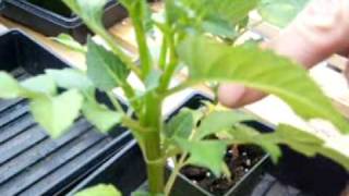 How to top or stop dahlias, by the Dahlia Guy.