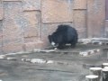 gomaki.MOV