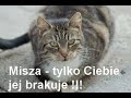 KOCIAKI ze SCHRONISKA MIEJSKIEGO W TYCHACH - potrzebny DOM ! KOCIAKI ze SCHRONISKA MIEJSKIEGO W TYCHACH - potrzebny DOM !