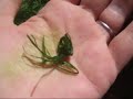 Identify Stinging Nettles & Neutralized the Pain Identify Stinging Nettles & Neutralized the Pain