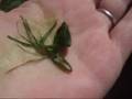 Identify Stinging Nettles & Neutralized the Pain