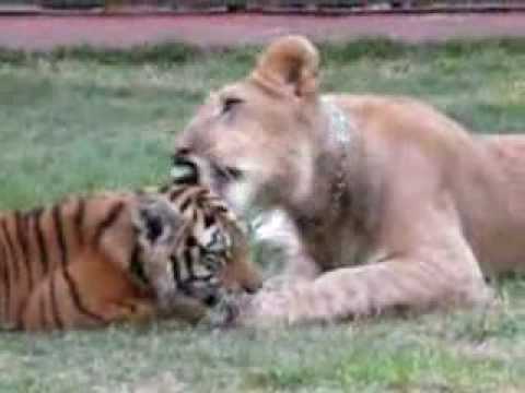 Lion versus Tiger: The Story of origin (incomplete) Lion versus Tiger: The Story of origin (incomplete)