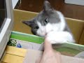 cat-in-a-box