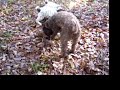 CHIOT TROUVANT LA PREMIERE TRUFFE