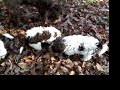 CHIOT TROUVANT LA PREMIERE TRUFFE CHIOT TROUVANT LA PREMIERE TRUFFE