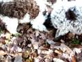 CHIOT TROUVANT LA PREMIERE TRUFFE