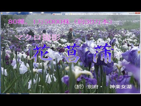 動画