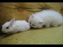 White Fluffy Kitten Vs White Fluffy Bunny – Adorable Video