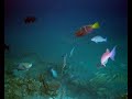 Tauchen und Bergsteigen in und um Sharm El Sheikh