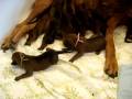 videos de Rhodesian Ridgeback