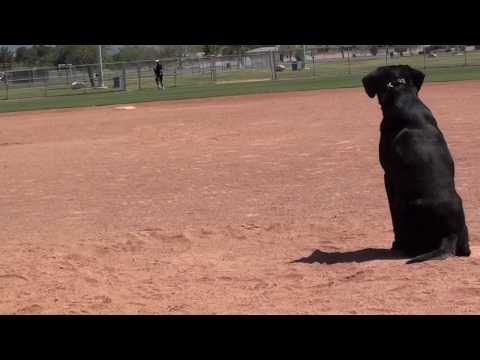 Labrador Retriever Training Baseball Thunder 100