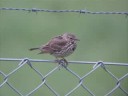 Ängspiplärka (Anthus pratensis) vid Barkarby flygfält