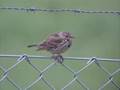 Ängspiplärka (Anthus pratensis) vid Barkarby flygfält