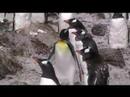 King and Gentoo Penguins in Moult King and Gentoo Penguins in Moult