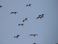 Grey Herons at Ghadira