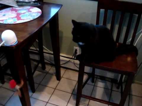 0 Frolicat TWITCH Interactive Cat Toy   Product Review by Floppycats.com
