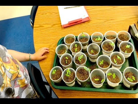 GROWING MARIJUANA IN CALIFORNIA SCHOOLS