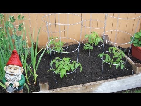 how to transplant tomatoes