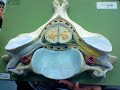Spinal Nerve model (Nervous System) Spinal Nerve model (Nervous System)