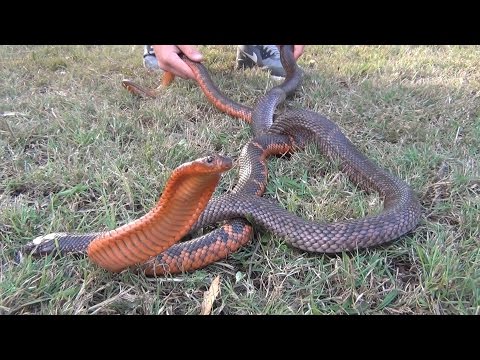YouTube reptile video
