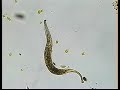 LITONOTUS CYGNUS CILIATE