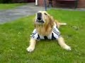 arnie in nufc top