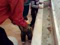 videos de parv in masti
