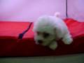 videos de Bichon Maltes Macho COV REF:117
