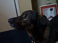 Hinrich howls at siren