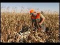 Pheasant Hunting South Dakota in October